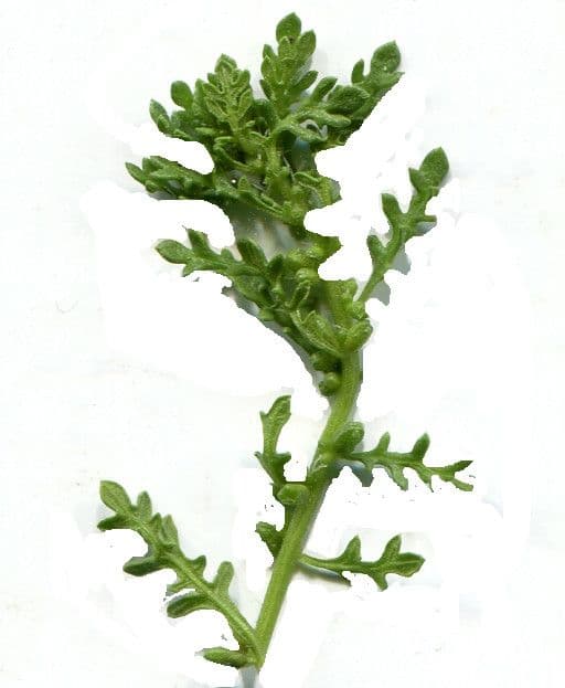 Chénopode multifide 16