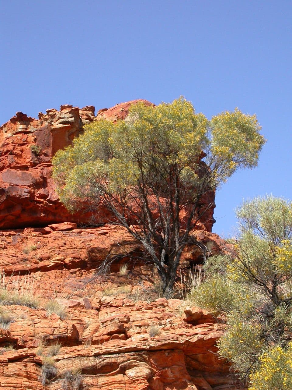 Acacia ligulata 8
