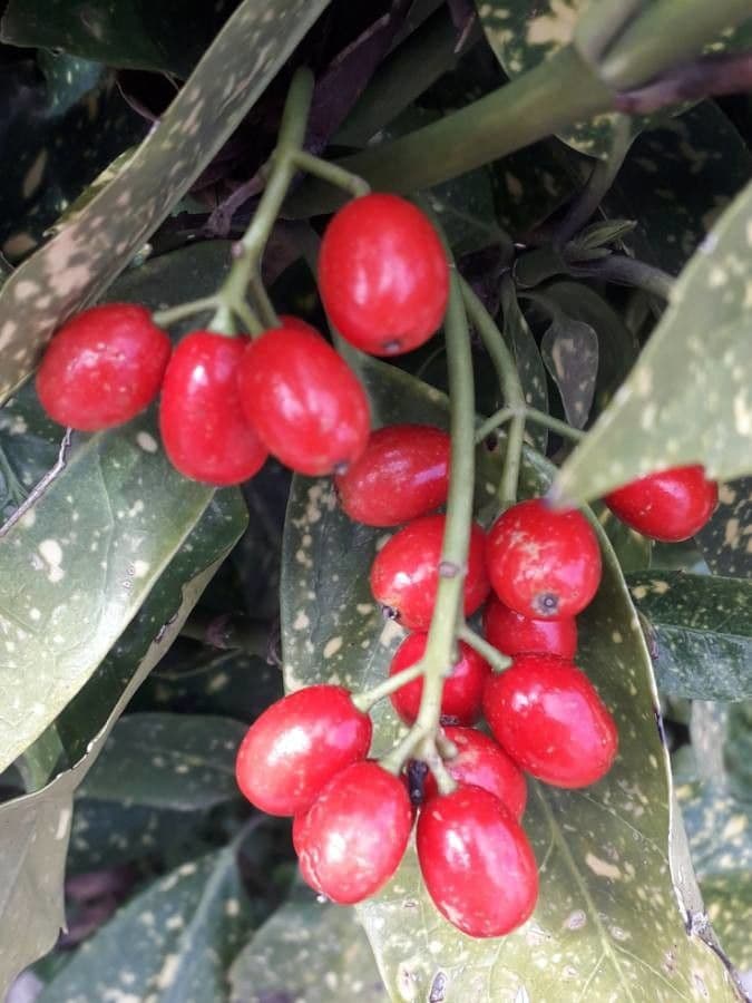 Aucuba giapponese