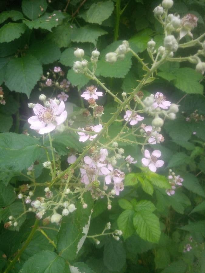 Gefurchte Brombeere 10