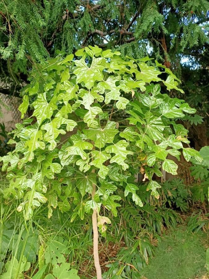 Trevesia palmata 6