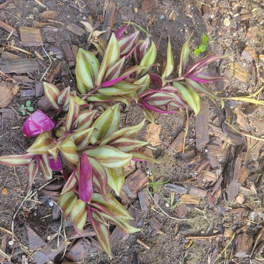 Tradescantia 3