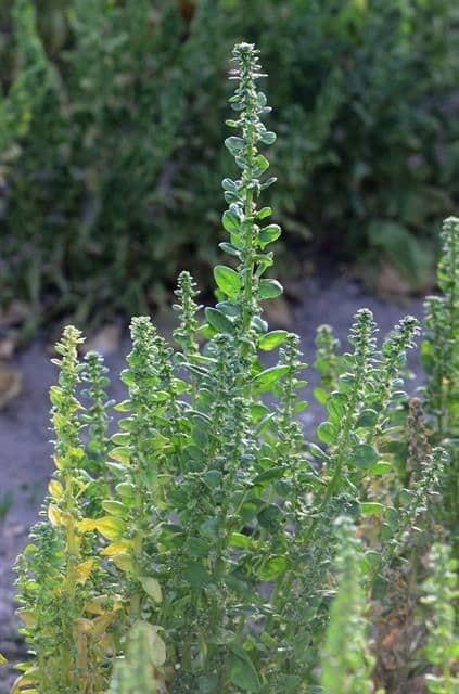 Spinaci 7