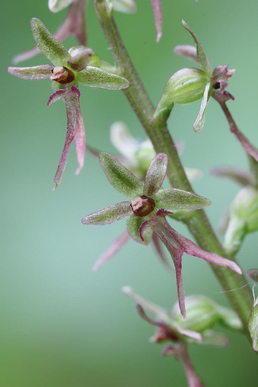 Lesser twayblade 8