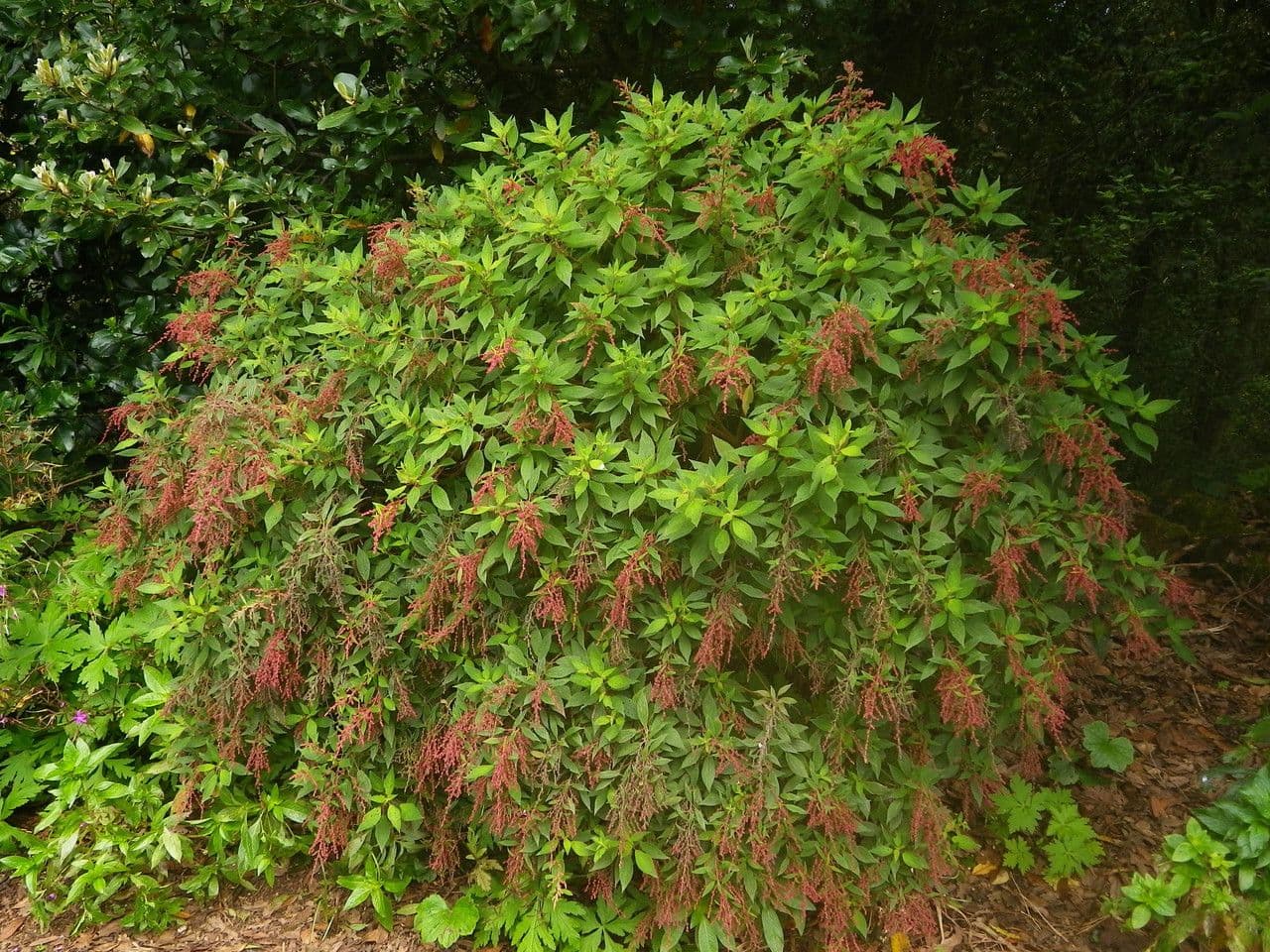 Gesnouinia 9