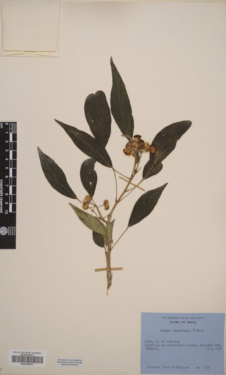 Edera nepalese 12