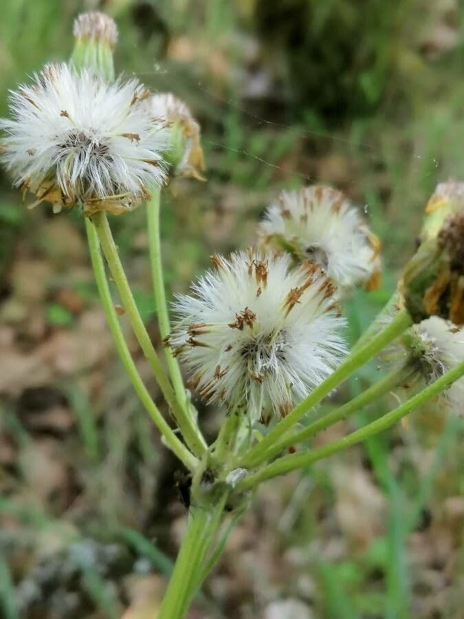 Tephroseris helenitis 4