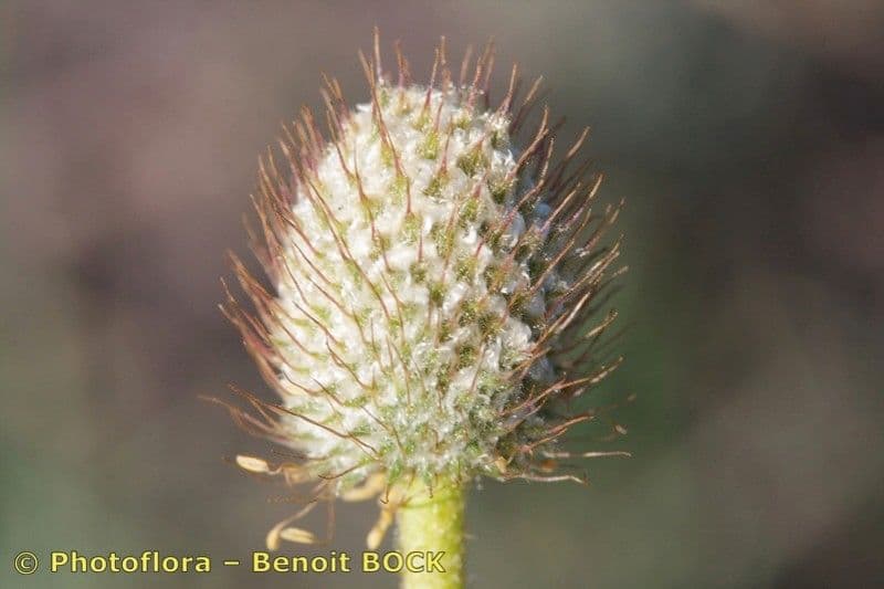 Anemone palmata 2
