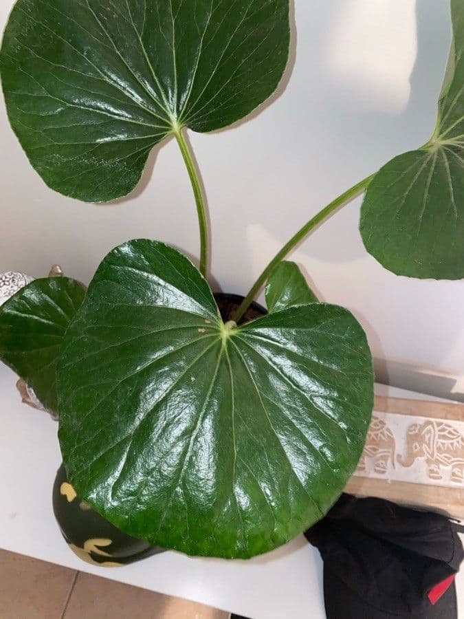 Léopardplant 23