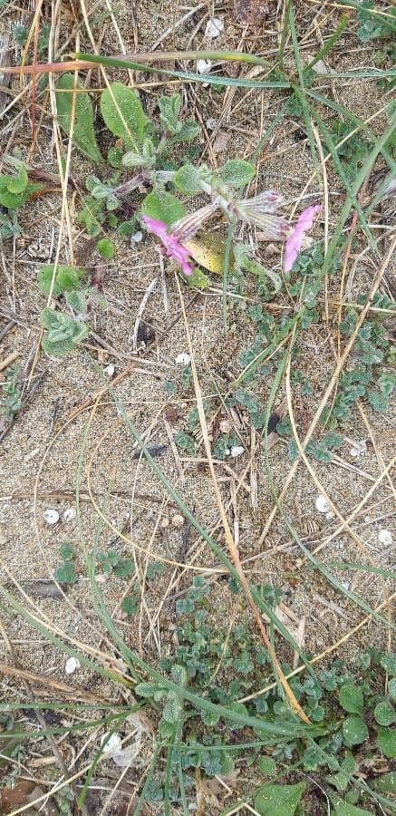Silene 17