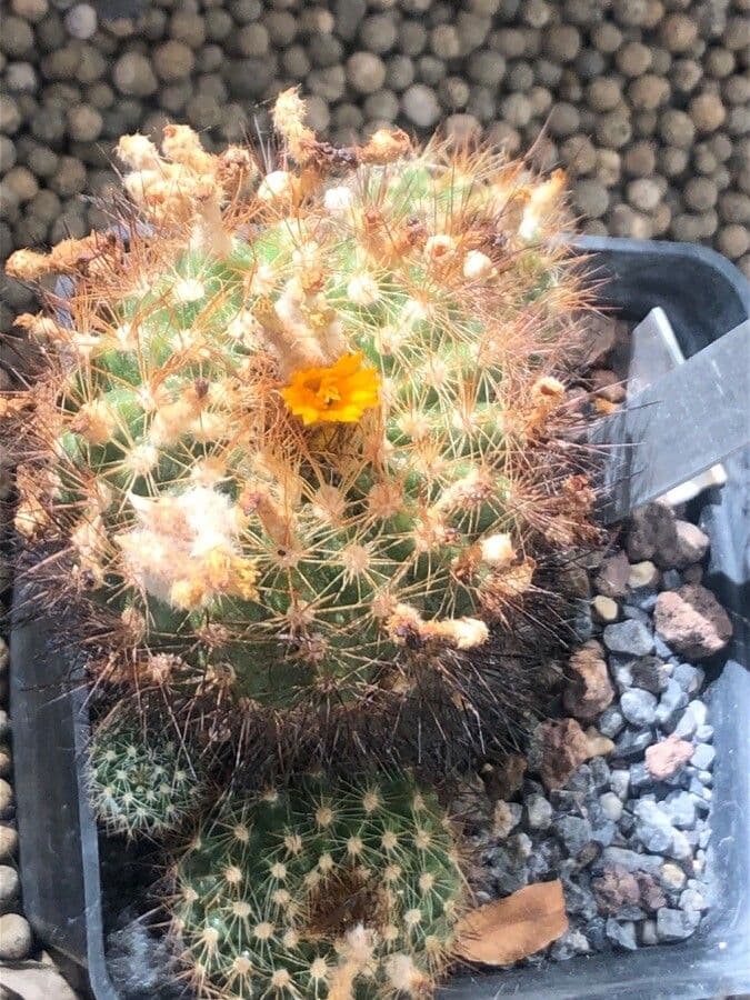 Parodia 6