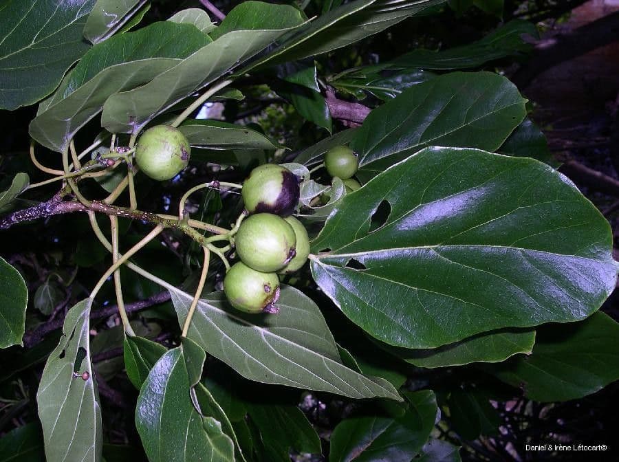 Cordia subcordata 11