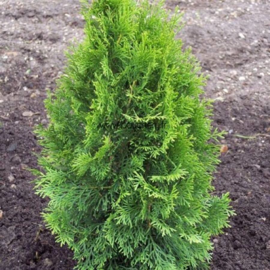 Northern white-cedar 19