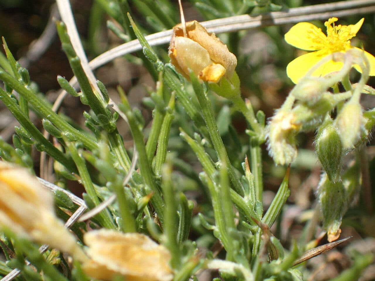 Gorse 16