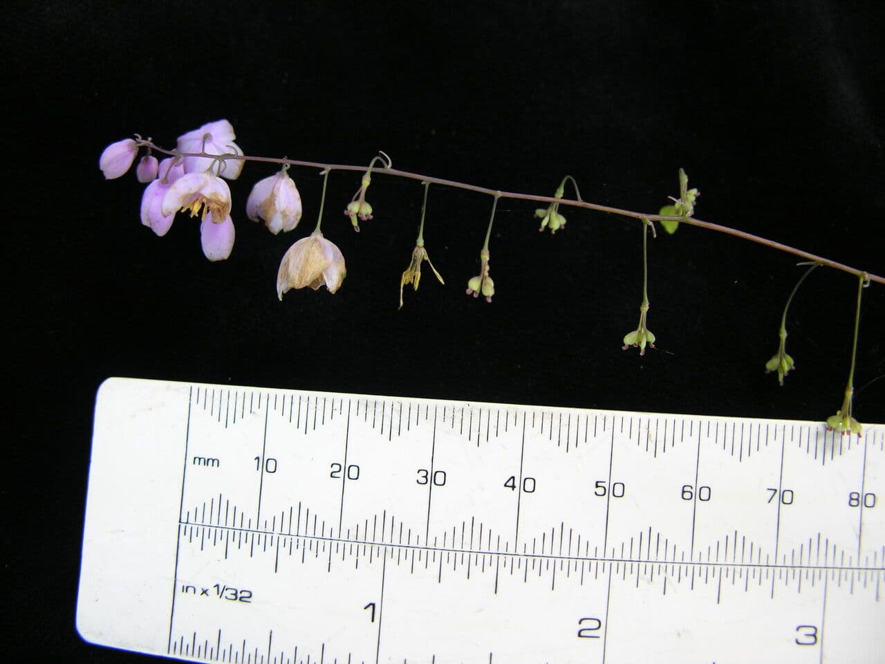 Aquilegia celidonioide 4