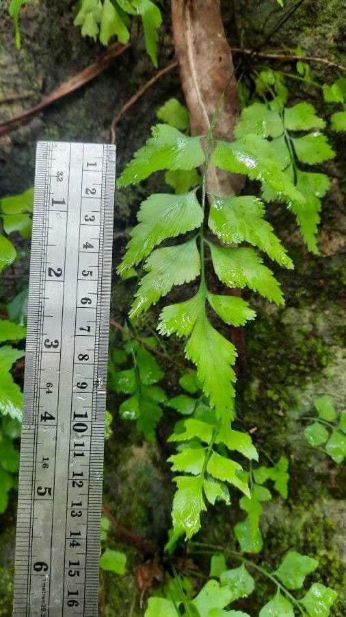 Asplenium polyodon 2