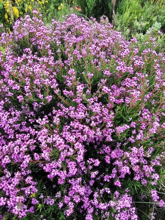 Spanische Glockenheide 10