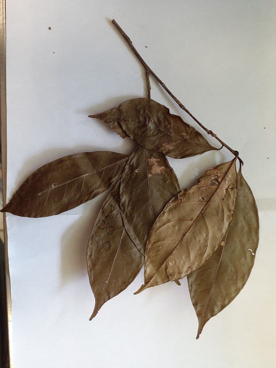 Chrysophyllum