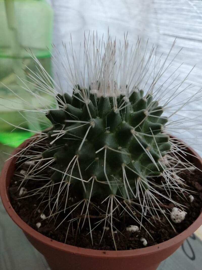 Mammillaria 16