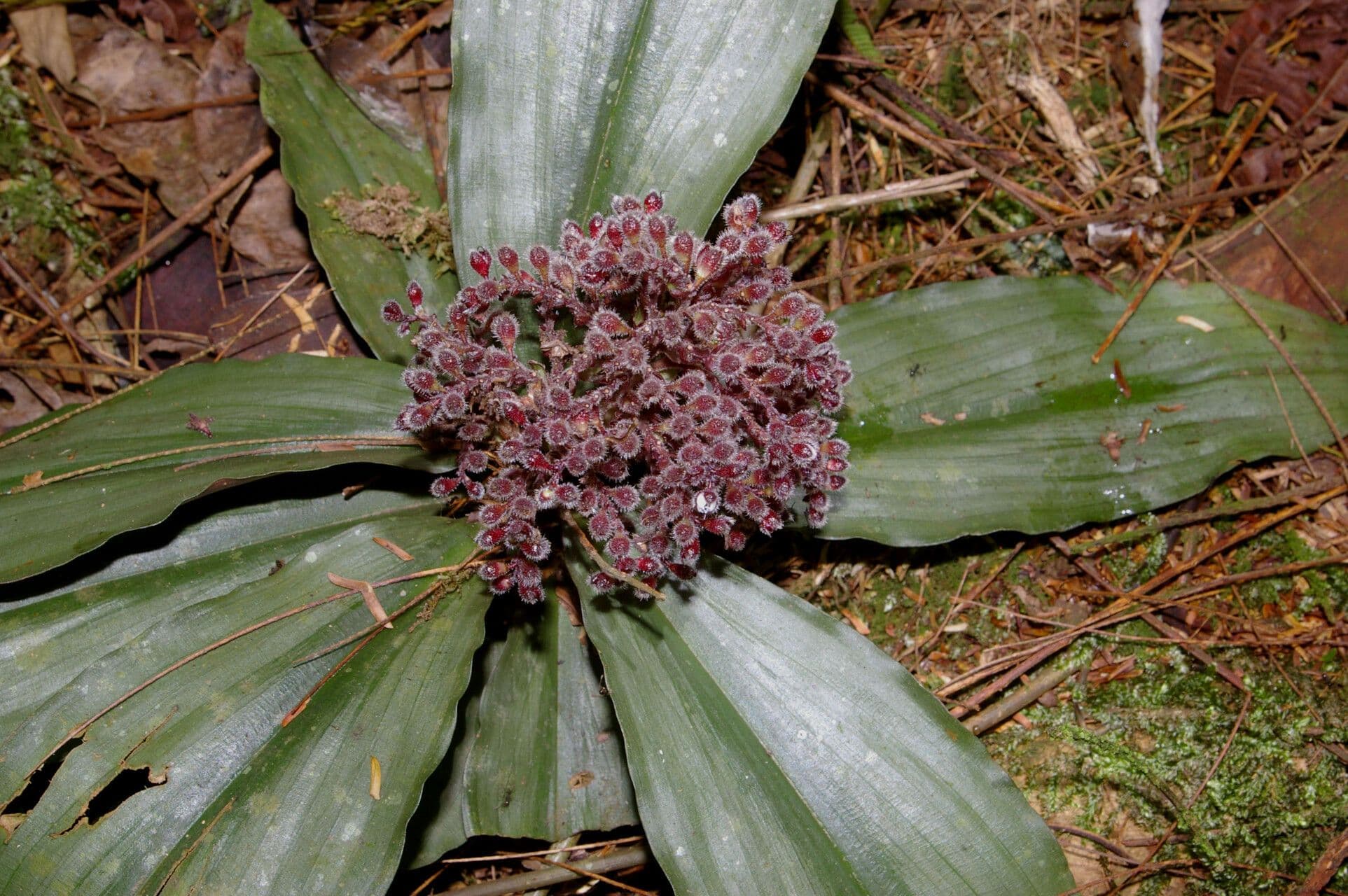 Floscopa robusta