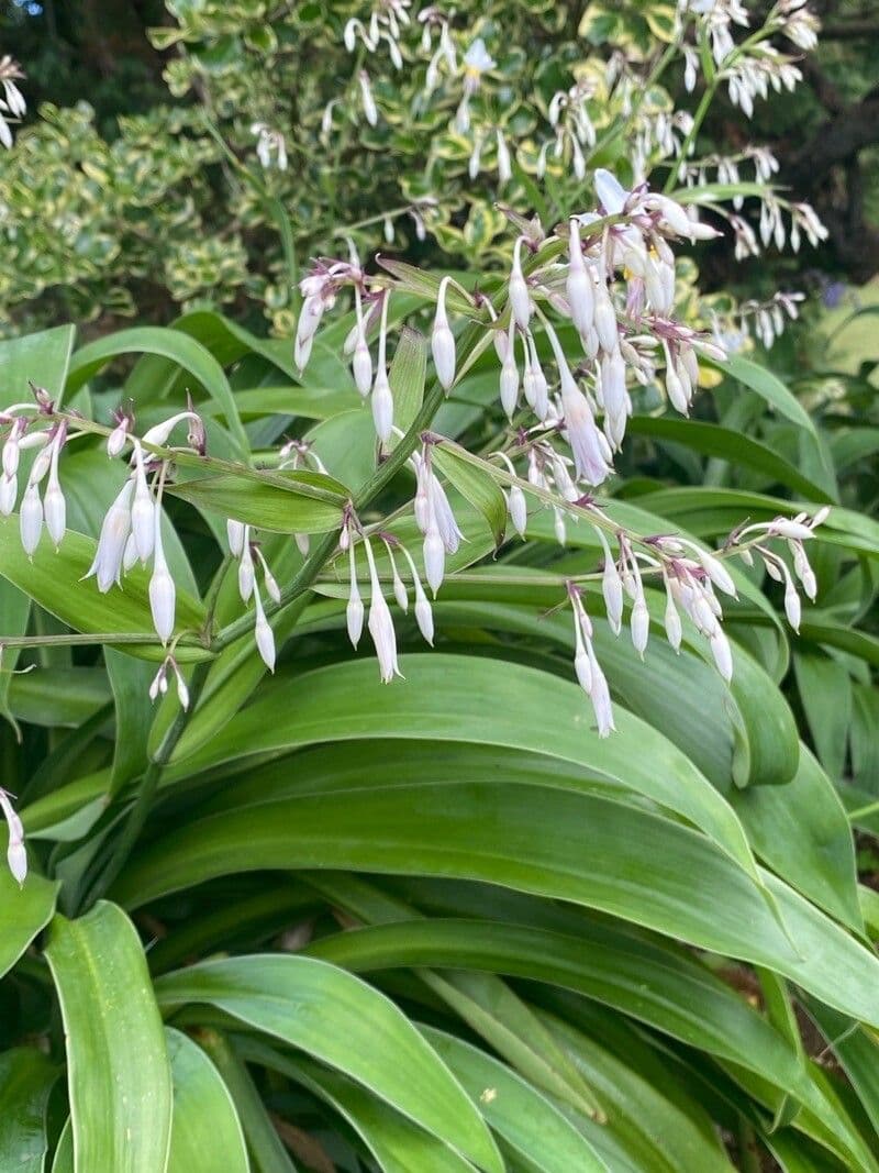 Arthropodium 4