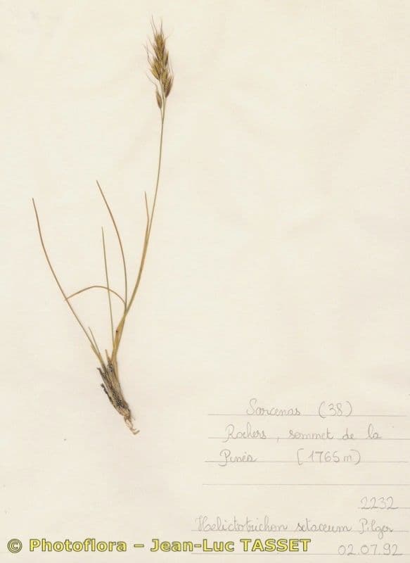 Helictotrichon setaceum