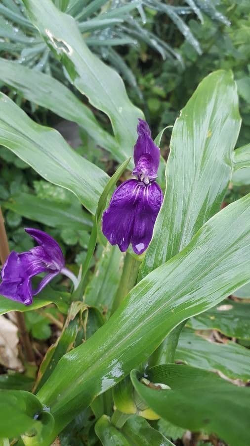 Roscoea 2