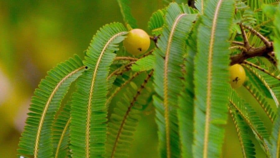 Amla 16