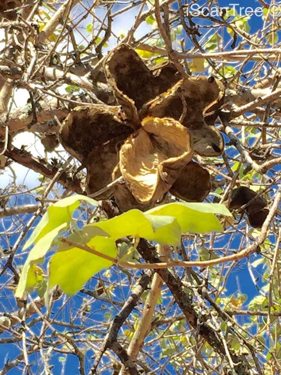 Sterculia 10