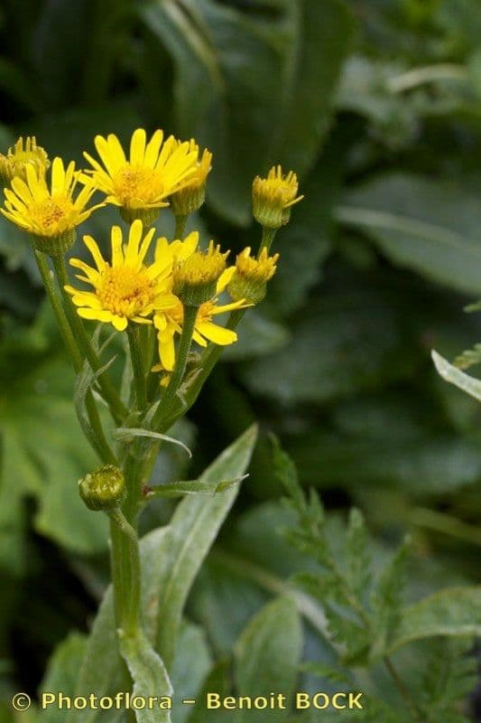 Tephroseris 10