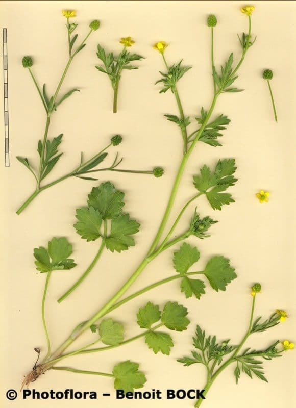 Jaskier trójklapowy 25