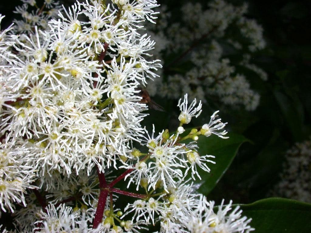 Miconia 9