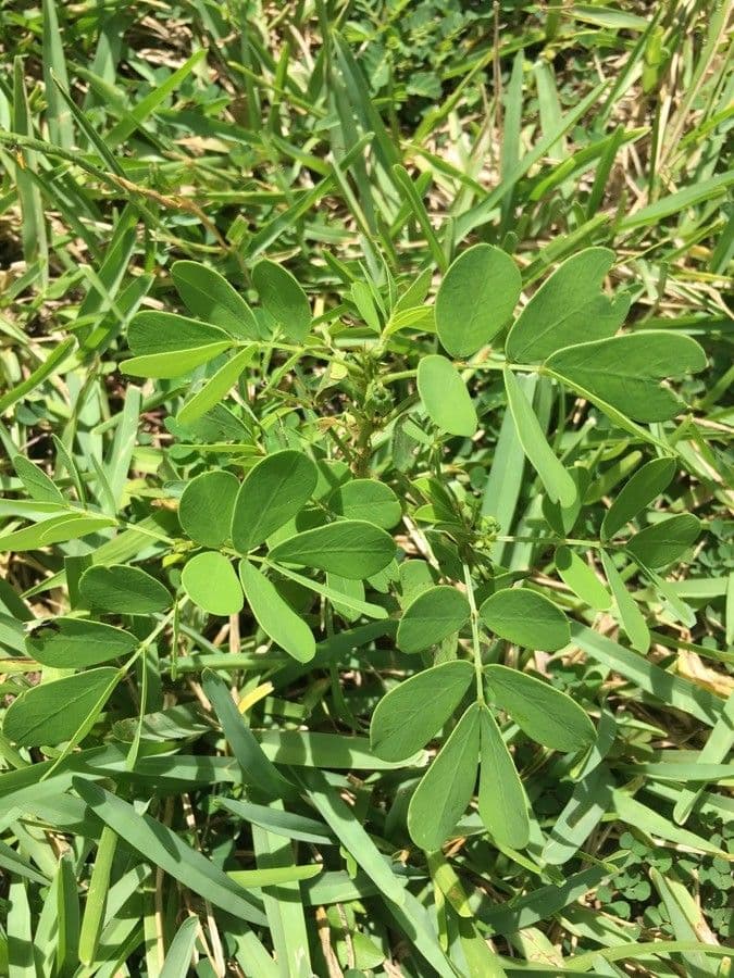 American sicklepod 16