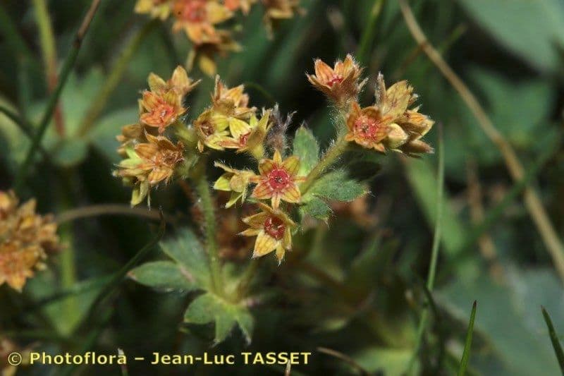 Alchemilla 3
