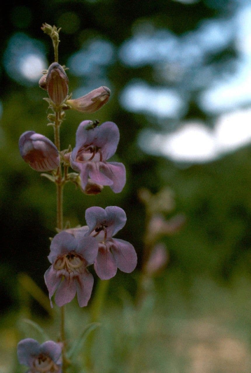 Smoothleaf beardtongue 2
