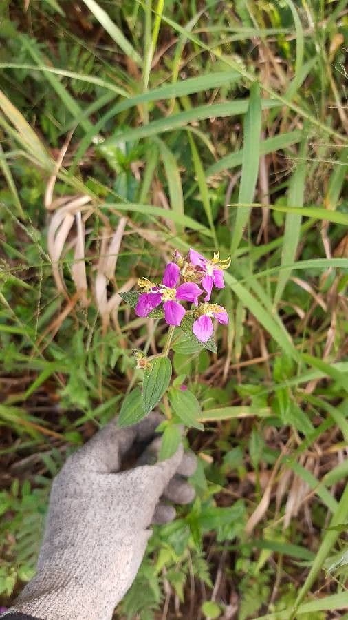 Rhexia virginica 5