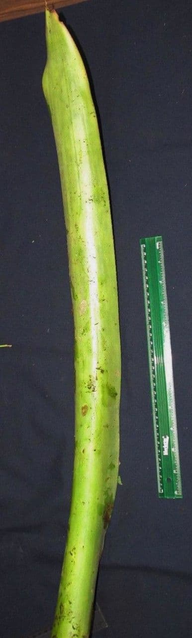 Aechmea 21