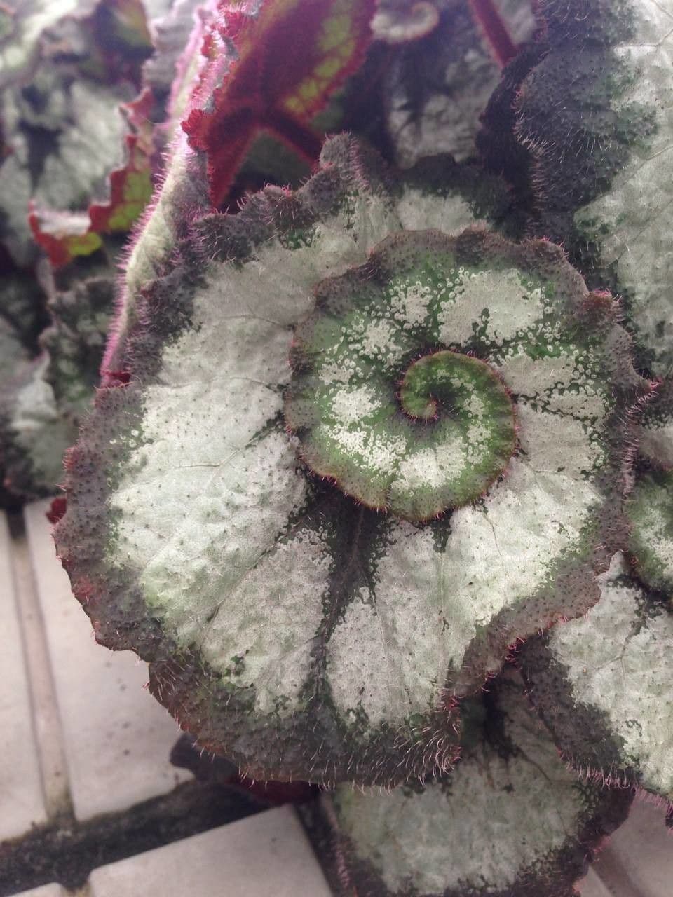 Begonia rex 8