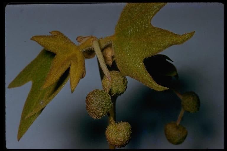 Platano della California