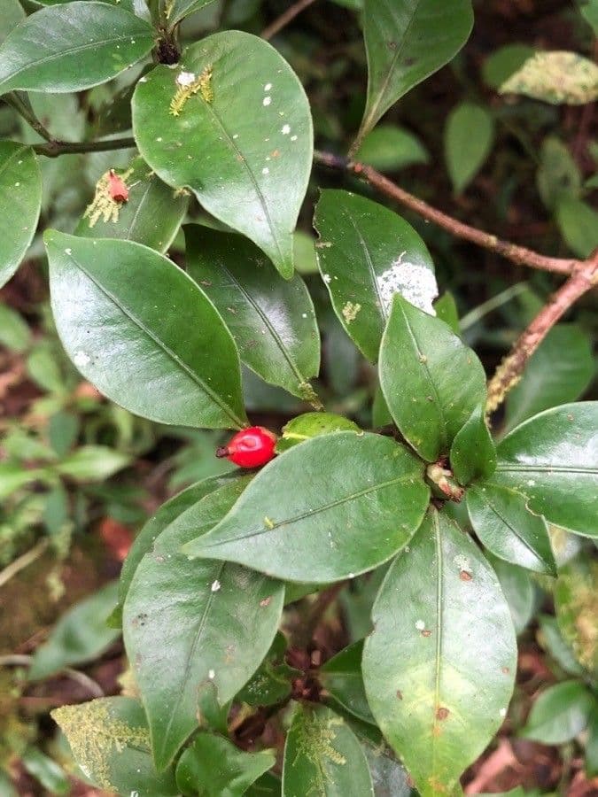 Psicotria del Chagres 5
