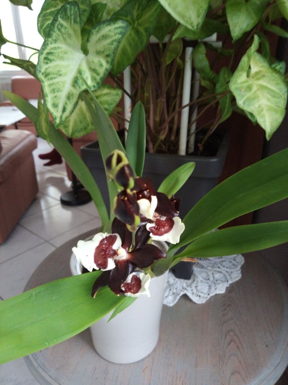 Dendrobium 13