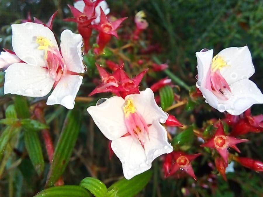 Monochaetum floribundum 4
