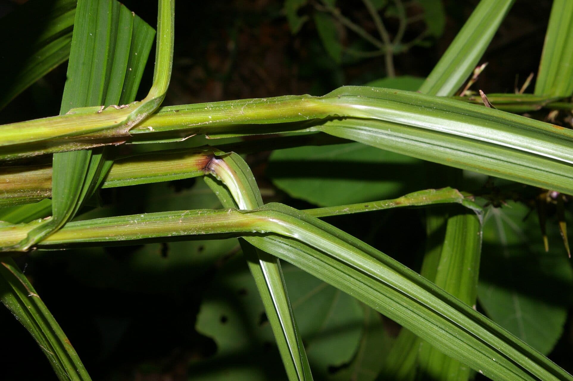 Scleria 10
