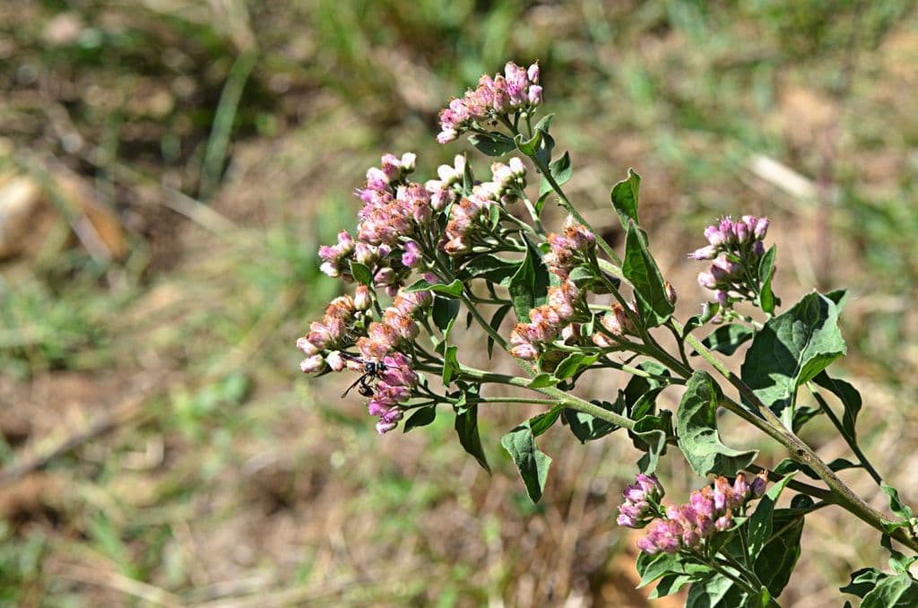 Pluchea canforata 7