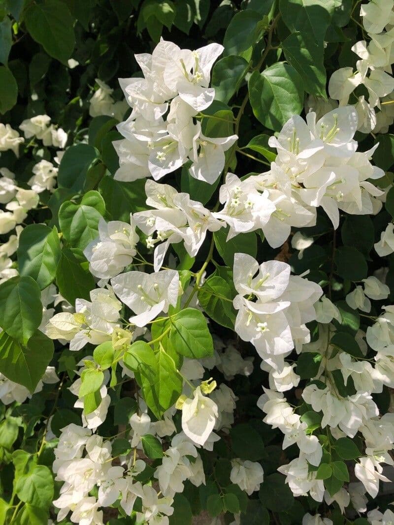 Bougainvillea