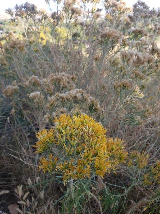 Chrysothamnus à feuilles collantes 5
