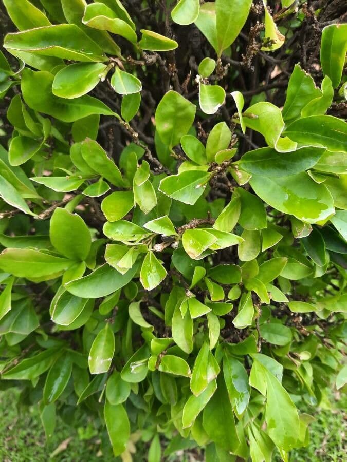 Brunfelsia australe 13