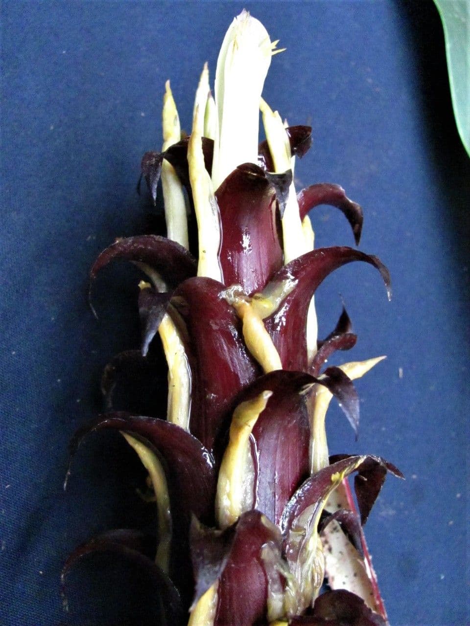 Überlappende Pitcairnia