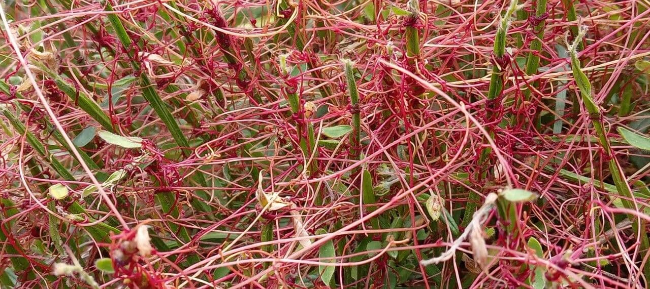 Cuscuta del timo 22