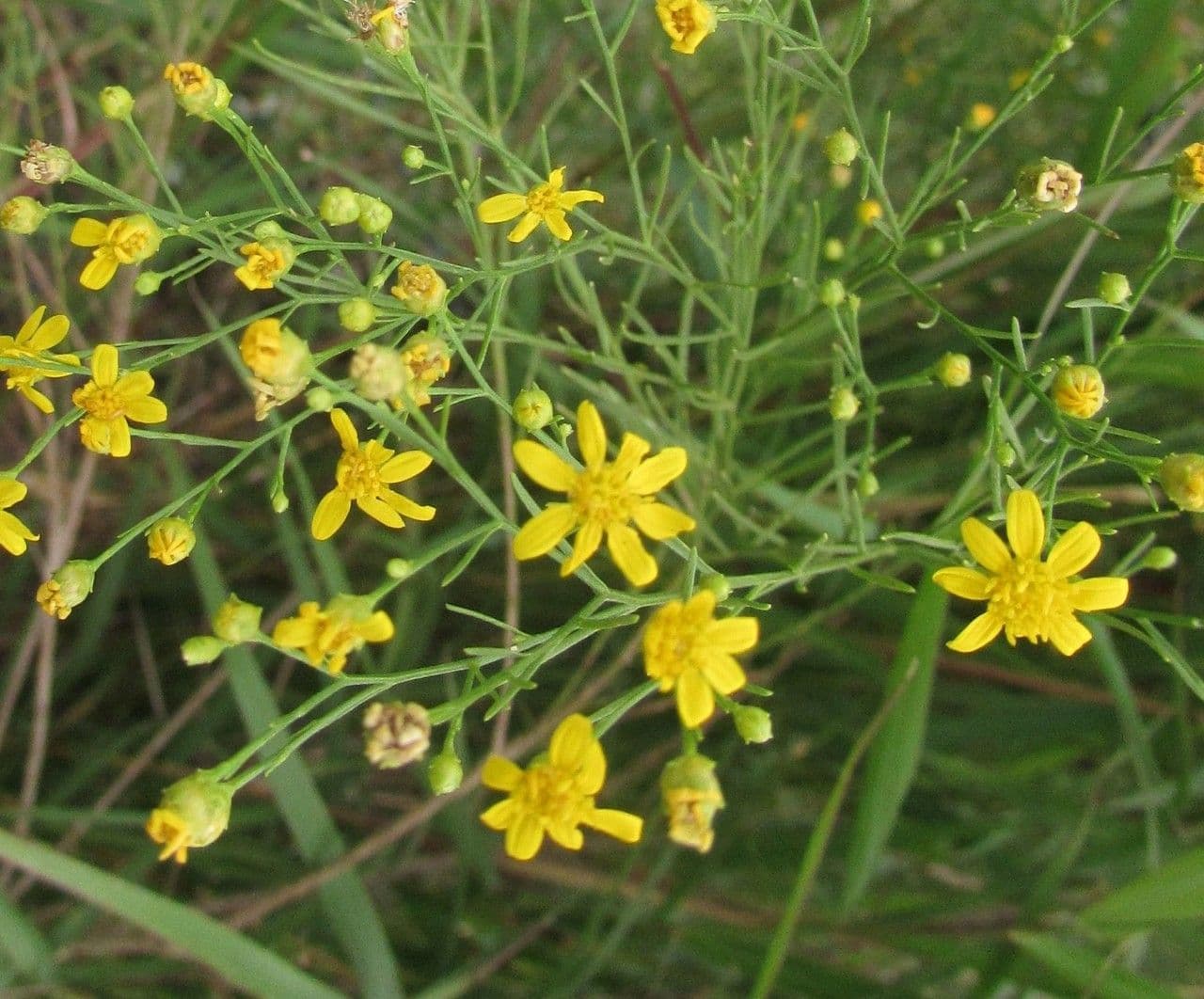 Amphiachyris dracunculoides 5